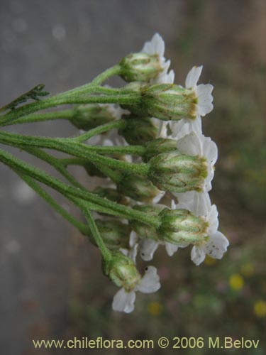 Image of Achillea millefolium (Milenrama / Milflores / Milhojas / Aquilea / Altamisa). Click to enlarge parts of image.